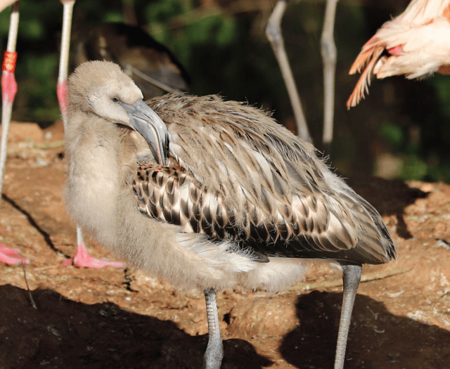 'Curious' flamingo escapes from Devon zoo