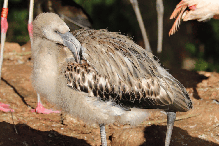 The four-month-old flamingo chick has been missing since Sunday, November 17