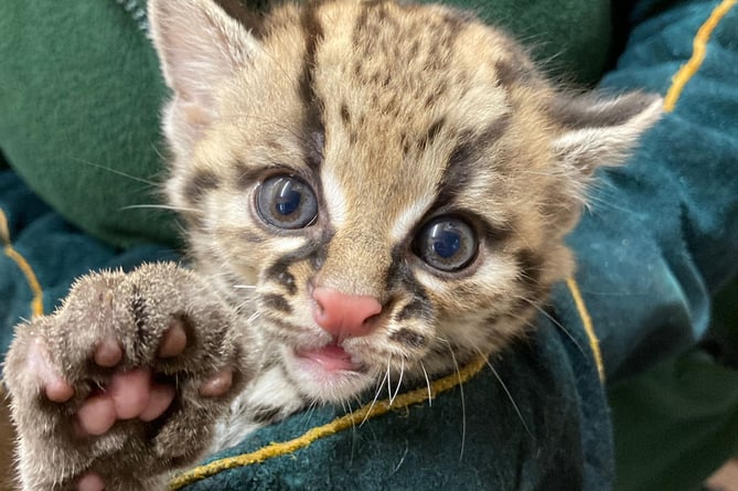 Juliet, the rare margay wild cat, born at Shaldon Wildlife Trust. Photo Shaldon Wildlife Trust 