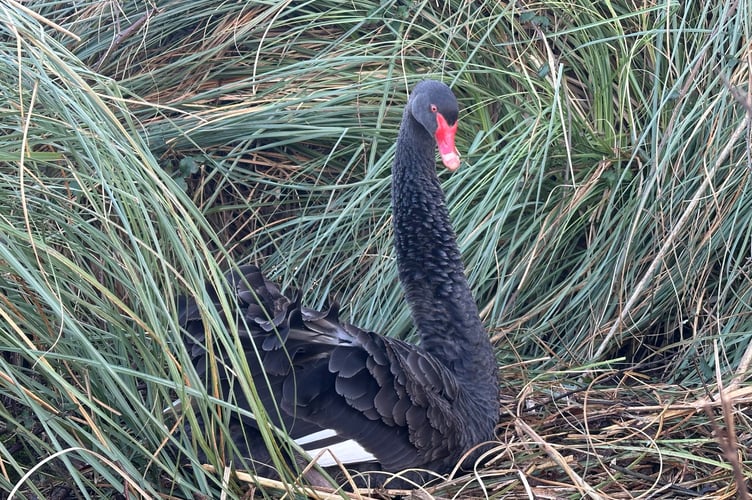 Black Swan female Kimba on the nest. Photo Dawlish Waterfowl Wardens 