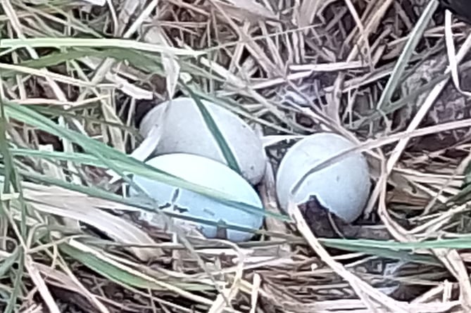 Three eggs were already laid on the nest. Photo Noreen Goodchild