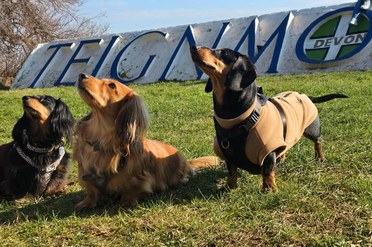 Devon Dachshunds in Teignmouth. Photo Jon Davies 