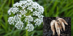 Dog owners warned of hemlock danger