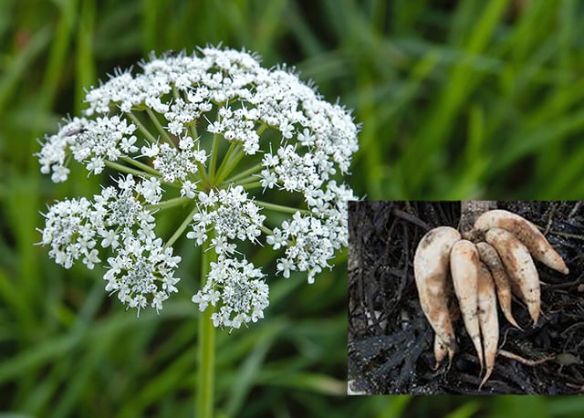 Dog owners warned of hemlock danger