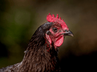 'Truly heartbreaking' says farm as thousands of its birds to be culled