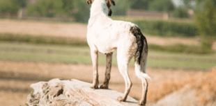 Off-lead dogs put sheep at risk says Defra as reminder issued 