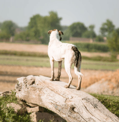 Defra is urging dog walkers to keep dogs on leads around sheep to reduce attacks